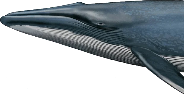 Vase WHALE – detail